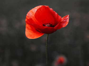 Red poppy displayed infront of black background