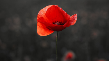 Red poppy displayed infront of black background